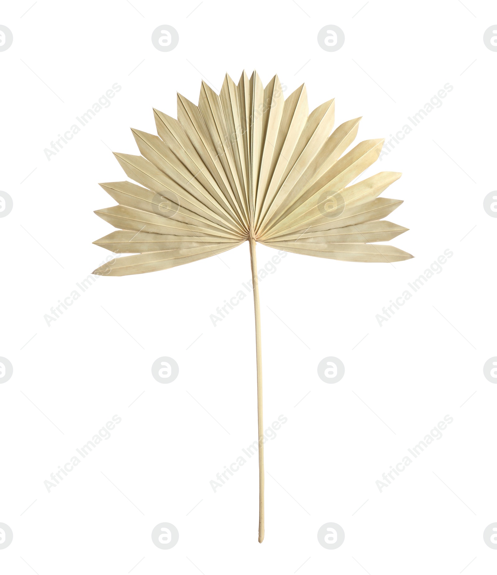 Dry leaf of fan palm tree isolated on white Photo of Dry leaf of fan palm tree isolated on white
