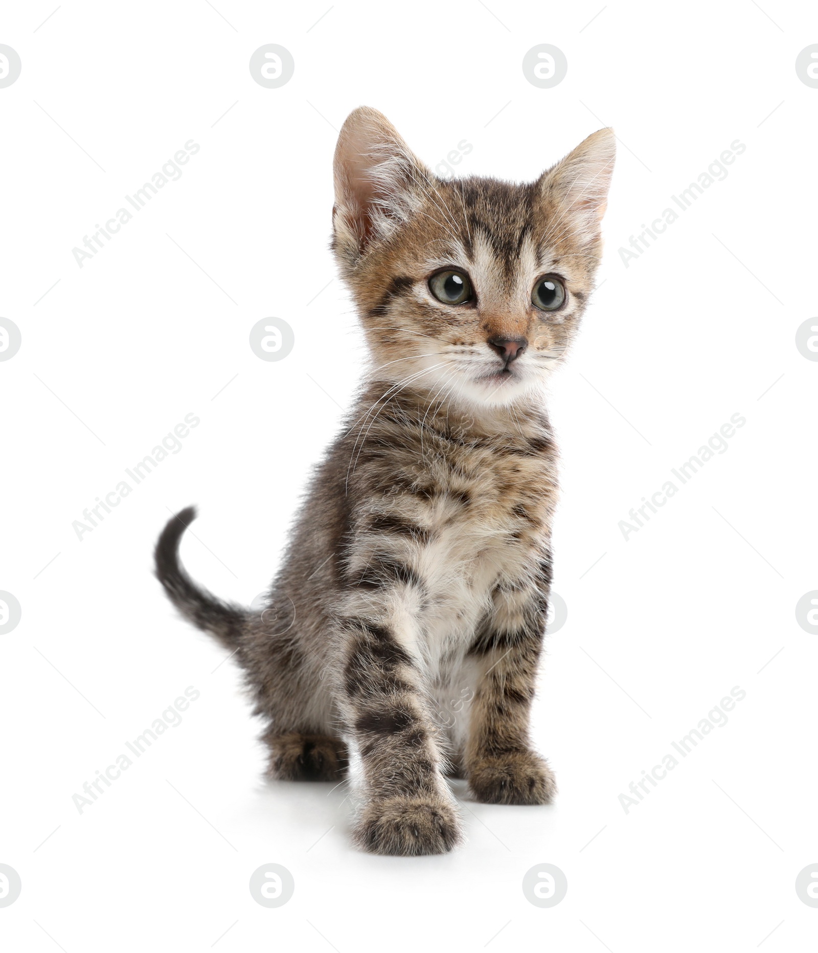 Cute little kitten sitting on white background Photo of Cute little kitten sitting on white background