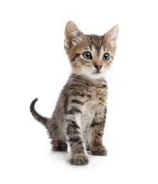 Cute little kitten sitting on white background Photo of Cute little kitten sitting on white background