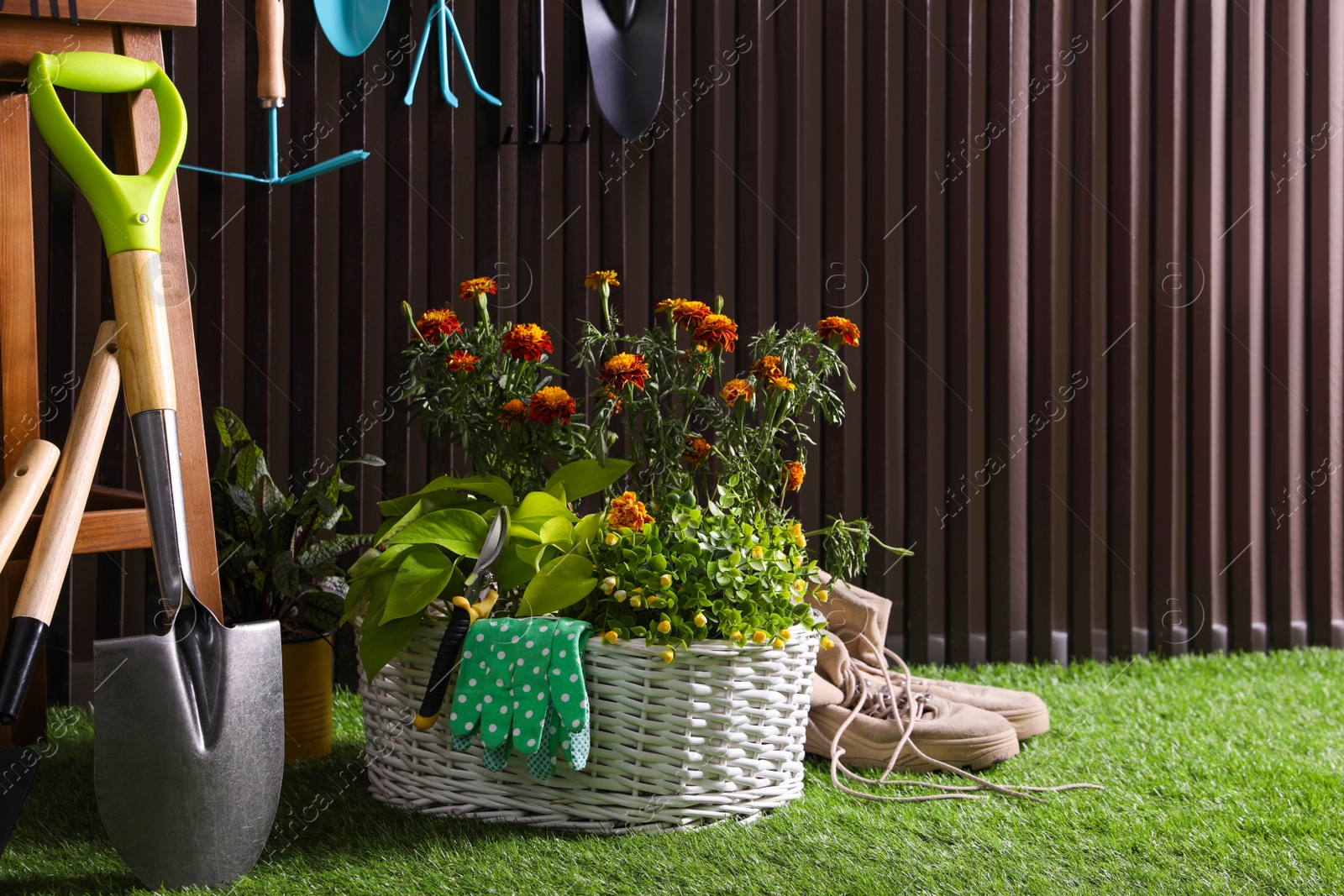 Beautiful plants, gardening tools and accessories on green grass near wood slat wall. Space for text Photo of Beautiful plants, gardening tools and accessories on green grass near wood slat wall. Space for text