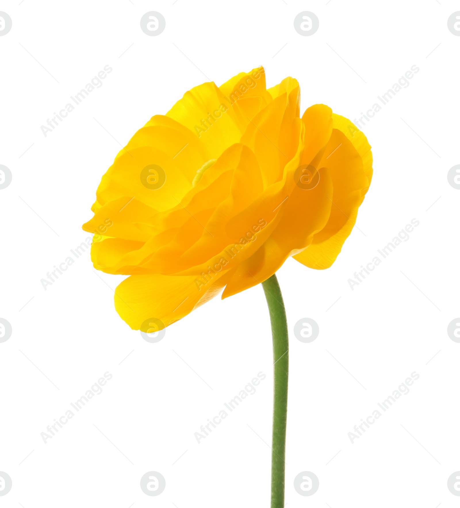 Beautiful ranunculus flower on white background Photo of Beautiful ranunculus flower on white background