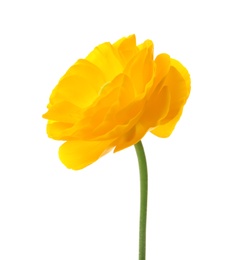 Beautiful ranunculus flower on white background Photo of Beautiful ranunculus flower on white background