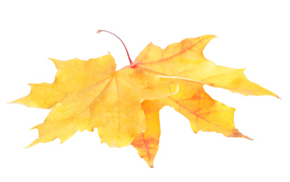 Photo of Beautiful leaves isolated on white. Autumn season