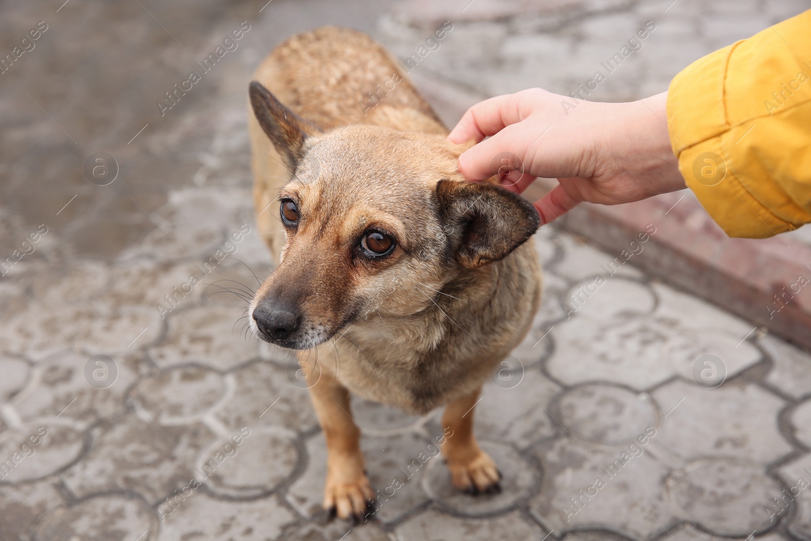 Woman stroking homeless dog on city street, closeup. Abandoned animal Photo of Woman stroking homeless dog on city street, closeup. Abandoned animal