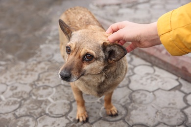 Woman stroking homeless dog on city street, closeup. Abandoned animal Photo of Woman stroking homeless dog on city street, closeup. Abandoned animal