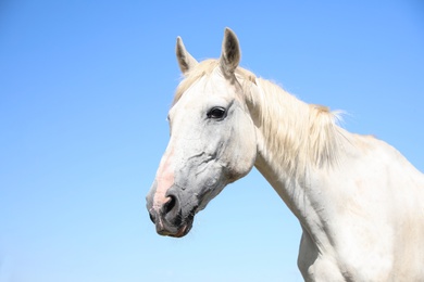 Grey horse outdoors on sunny day, closeup. Beautiful pet Photo of Grey horse outdoors on sunny day, closeup. Beautiful pet
