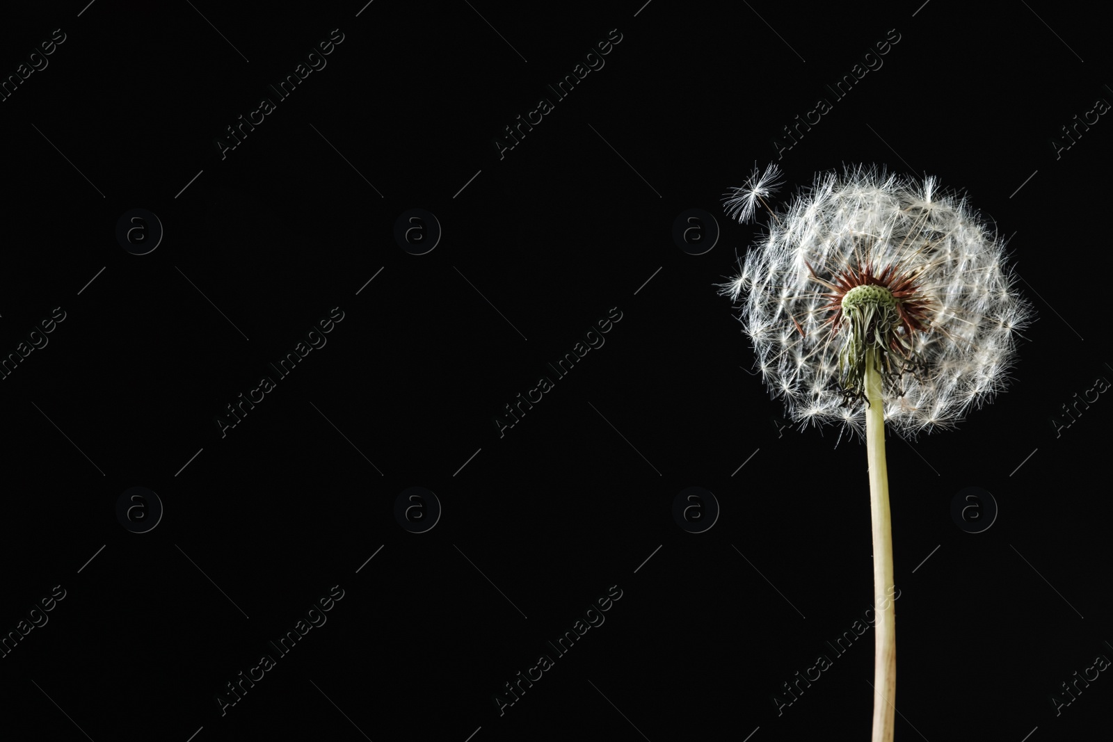 Beautiful dandelion flower on black background. Space for text Photo of Beautiful dandelion flower on black background. Space for text