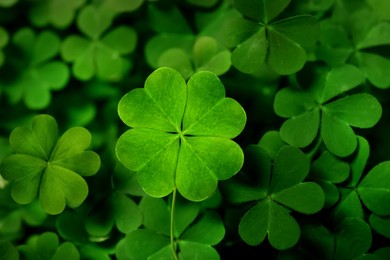 Beautiful fresh green clover leaves, closeup view Image of Beautiful fresh green clover leaves, closeup view