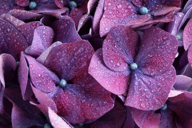 Beautiful violet hortensia flowers with water drops as background, closeup Photo of Beautiful violet hortensia flowers with water drops as background, closeup