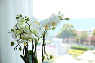 Beautiful white orchid flowers near window, indoors Photo of Beautiful white orchid flowers near window, indoors