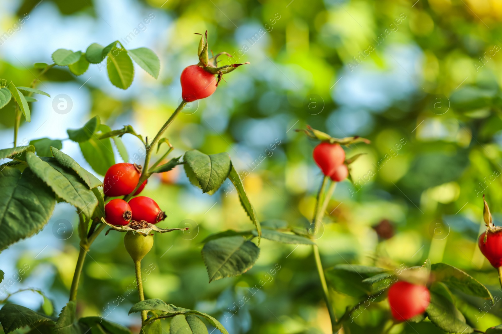 Rose hip bush with ripe red berries in garden, closeup Photo of Rose hip bush with ripe red berries in garden, closeup