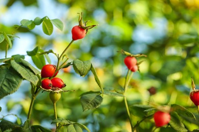 Rose hip bush with ripe red berries in garden, closeup Photo of Rose hip bush with ripe red berries in garden, closeup