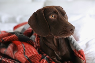 Adorable dog under plaid on bed at home, closeup Photo of Adorable dog under plaid on bed at home, closeup