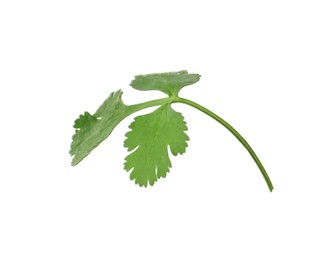 Aromatic fresh green cilantro isolated on white Photo of Aromatic fresh green cilantro isolated on white