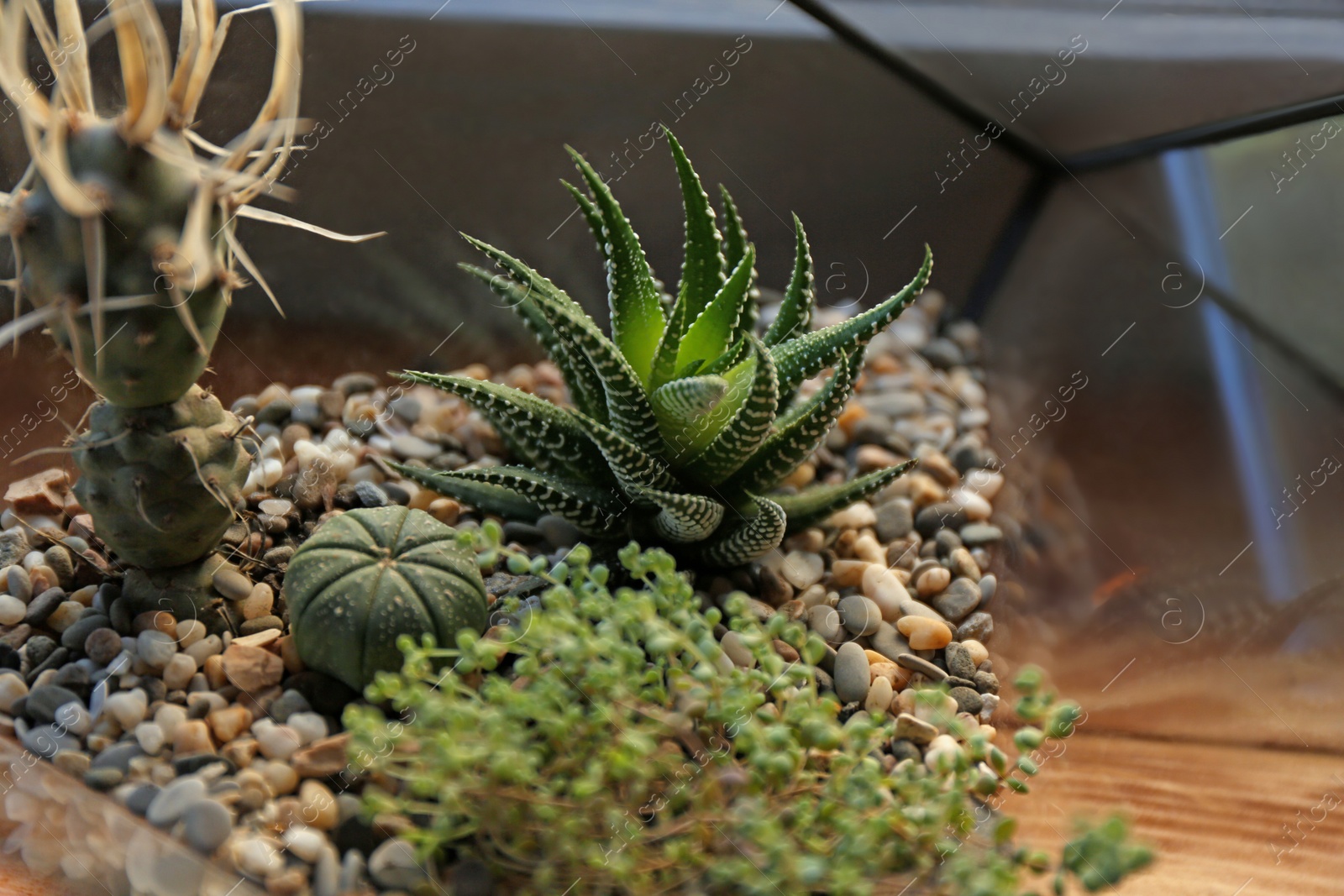 Florarium with succulents on wooden windowsill closeup Photo of Florarium with succulents on wooden windowsill closeup