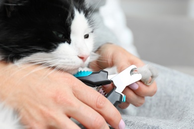 Woman cutting claws of cute cat with clipper on grey background, closeup Photo of Woman cutting claws of cute cat with clipper on grey background, closeup