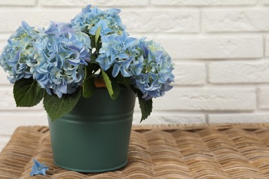 Beautiful blooming blue hortensia in bucket on wicker table indoors. Space for text Photo of Beautiful blooming blue hortensia in bucket on wicker table indoors. Space for text