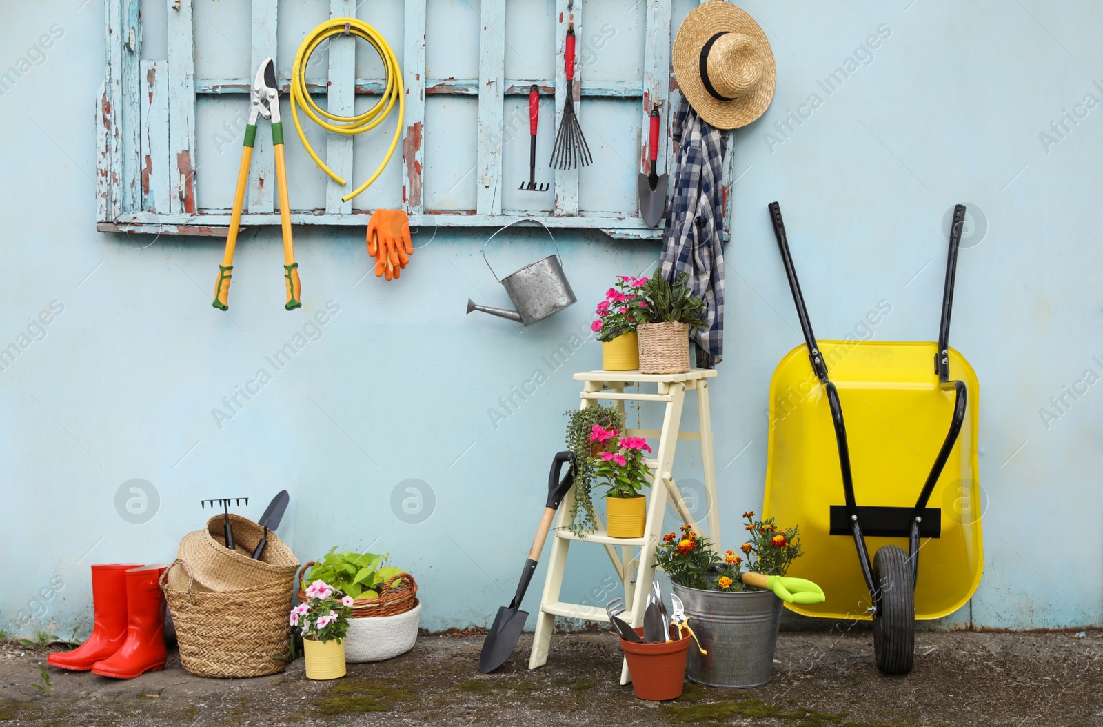 Beautiful plants, gardening tools and accessories near shed outdoors Photo of Beautiful plants, gardening tools and accessories near shed outdoors