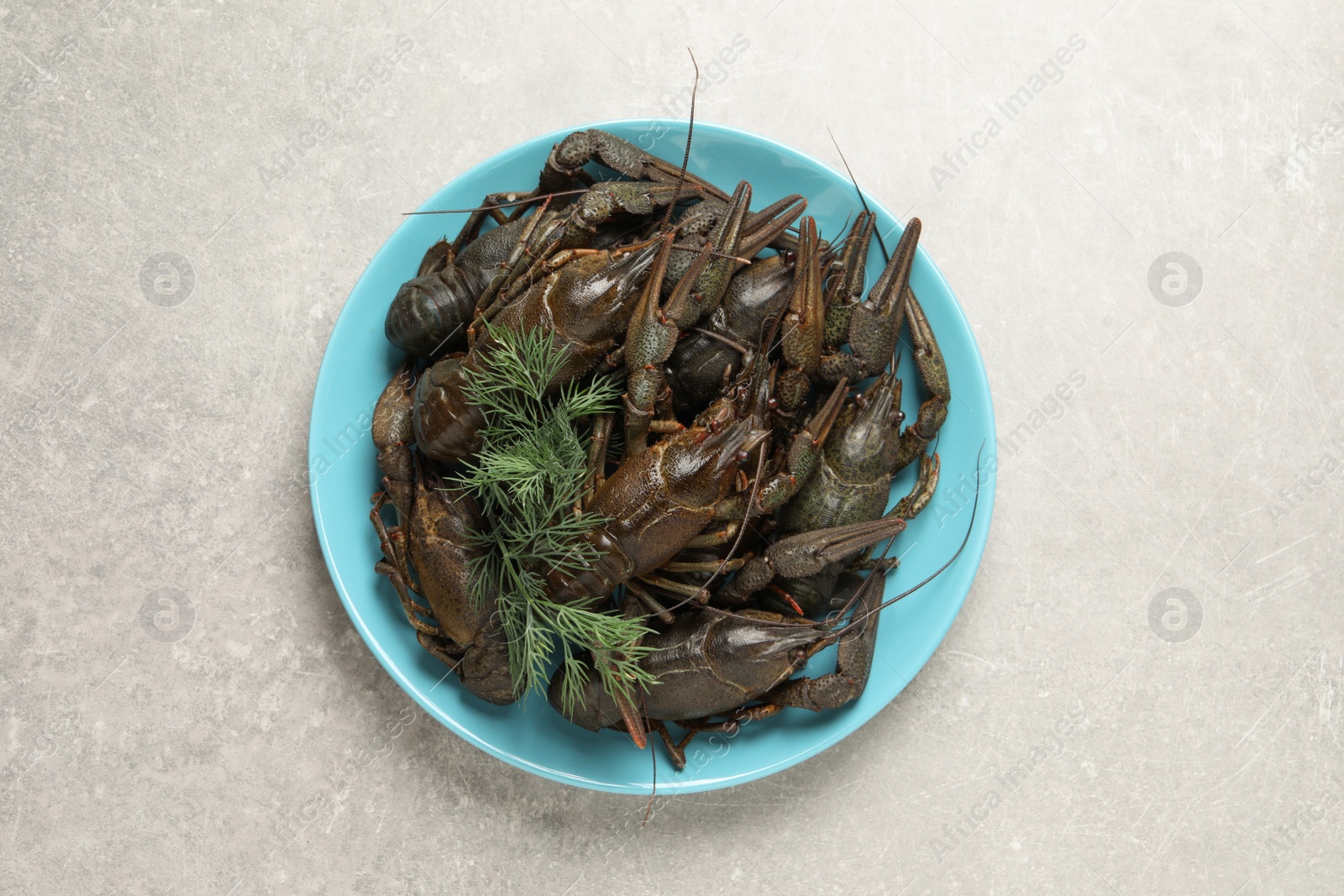 Fresh raw crayfishes on light grey table, top view Photo of Fresh raw crayfishes on light grey table, top view