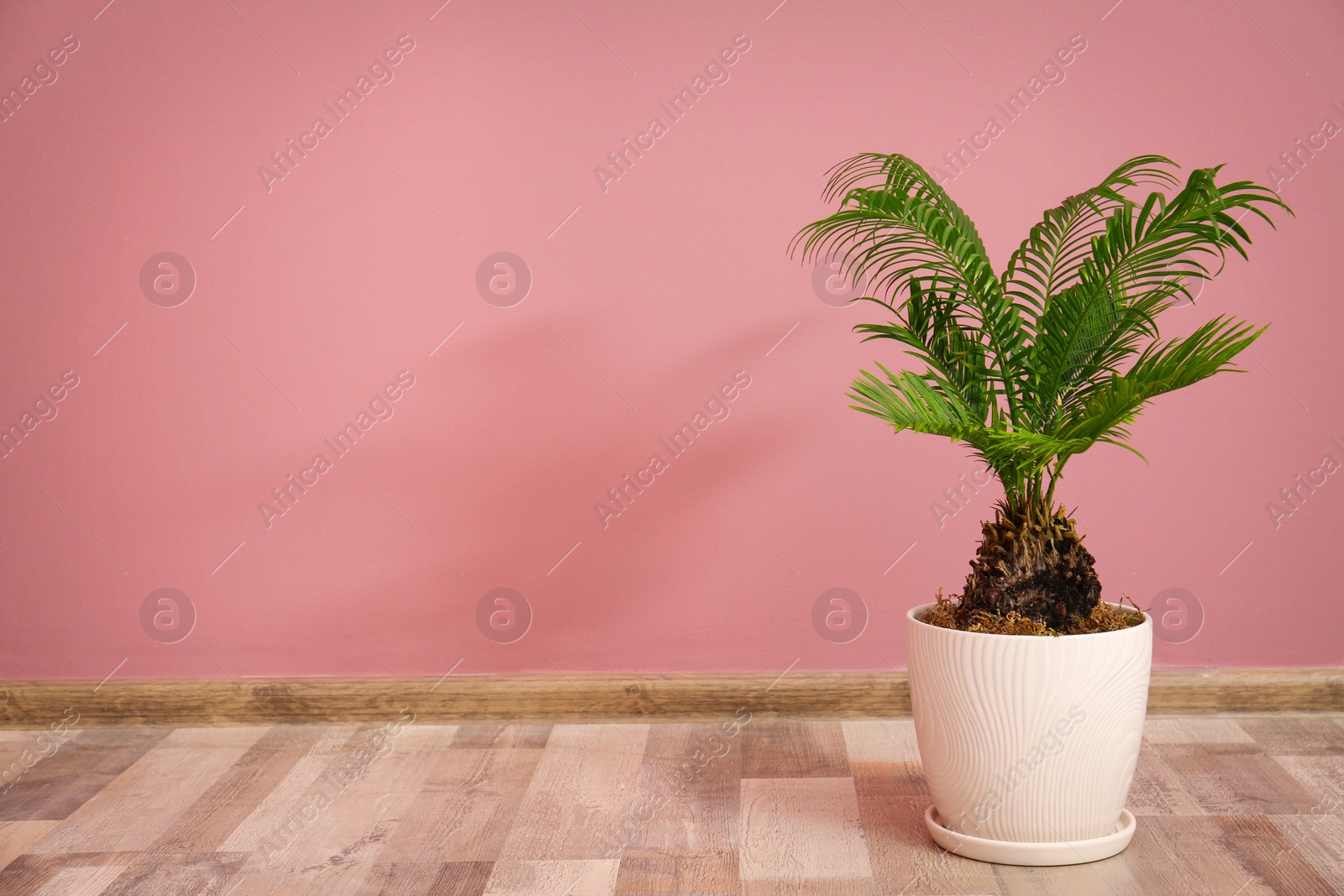Tropical palm tree with green leaves in flowerpot against color wall indoors Photo of Tropical palm tree with green leaves in flowerpot against color wall indoors