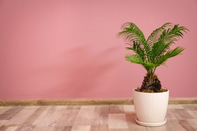 Tropical palm tree with green leaves in flowerpot against color wall indoors Photo of Tropical palm tree with green leaves in flowerpot against color wall indoors