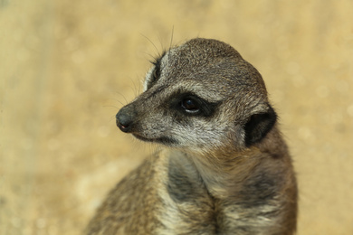 Closeup view of cute meerkat at zoo Photo of Closeup view of cute meerkat at zoo