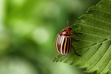 Colorado potato beetle on green leaf against blurred background, closeup. Space for text Photo of Colorado potato beetle on green leaf against blurred background, closeup. Space for text