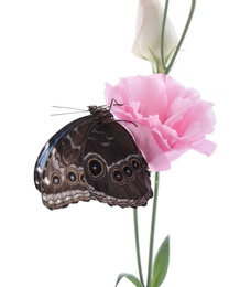 Beautiful common morpho butterfly sitting on eustoma flower against white background Photo of Beautiful common morpho butterfly sitting on eustoma flower against white background