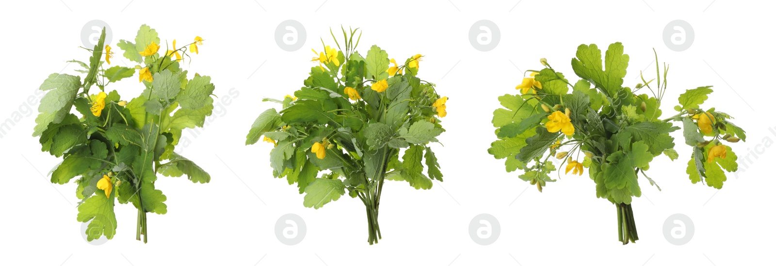 Celandine plants with yellow flowers and green leaves on white background, collage. Banner design Image of Celandine plants with yellow flowers and green leaves on white background, collage. Banner design