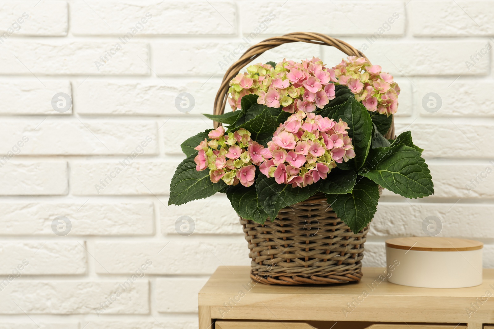 Beautiful blooming pink hortensia in wicker basket on table near white brick wall. Space for text Photo of Beautiful blooming pink hortensia in wicker basket on table near white brick wall. Space for text