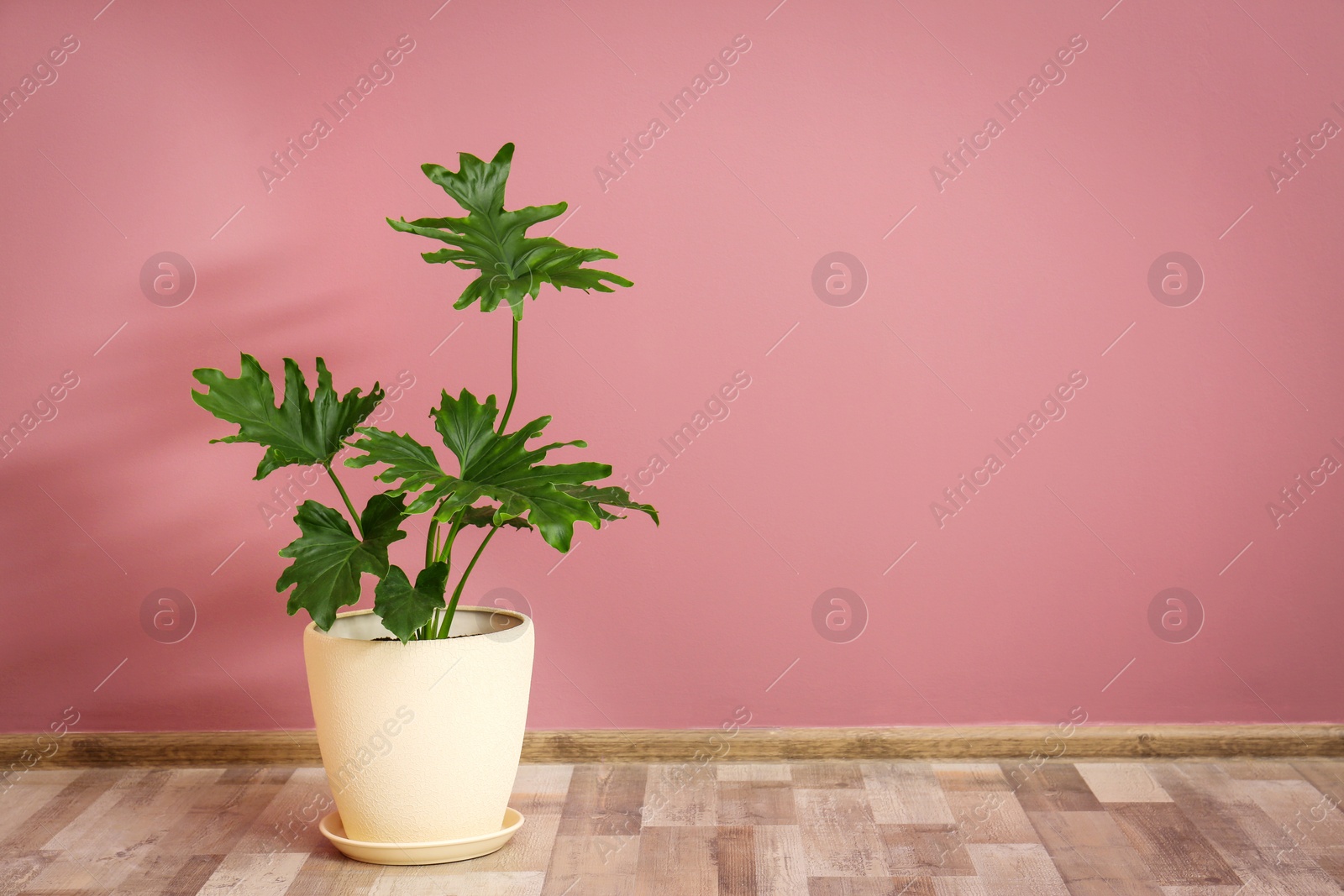 Tropical philodendron with big leaves in flowerpot against color wall indoors Photo of Tropical philodendron with big leaves in flowerpot against color wall indoors