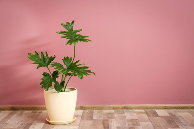 Tropical philodendron with big leaves in flowerpot against color wall indoors Photo of Tropical philodendron with big leaves in flowerpot against color wall indoors