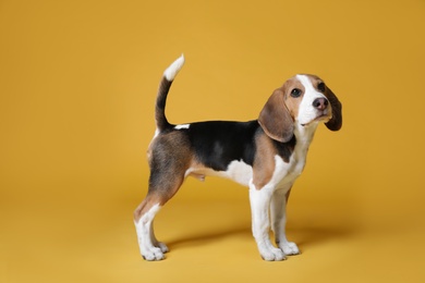 Cute Beagle puppy on yellow background. Adorable pet Photo of Cute Beagle puppy on yellow background. Adorable pet