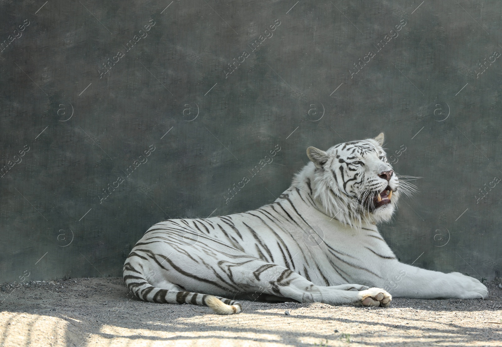 Bengal white tiger in zoo on sunny day Photo of Bengal white tiger in zoo on sunny day