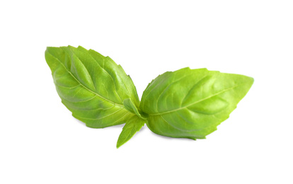 Fresh green basil leaves isolated on white Photo of Fresh green basil leaves isolated on white