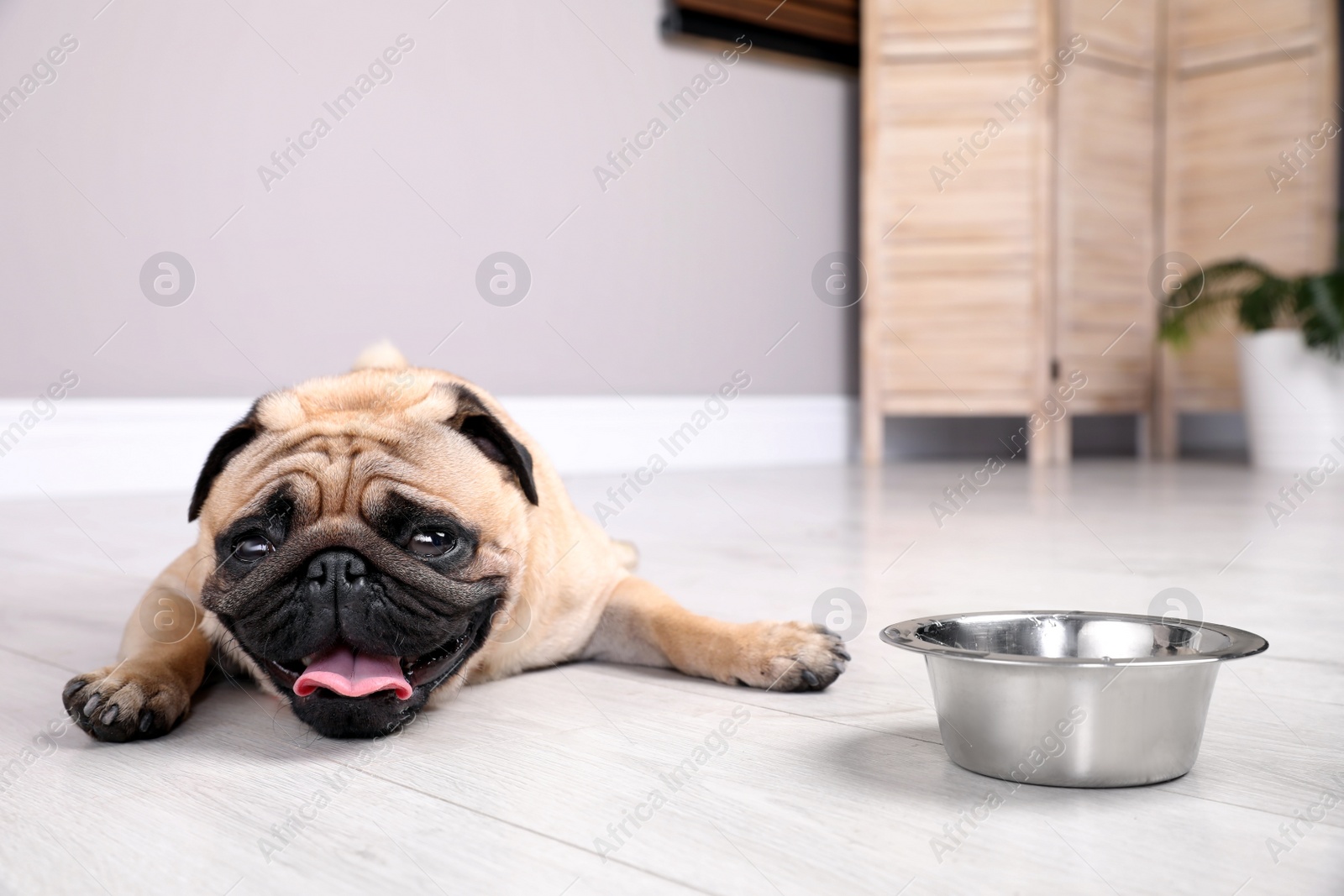 Cute pug dog suffering from heat stroke near bowl of water on floor at home Photo of Cute pug dog suffering from heat stroke near bowl of water on floor at home