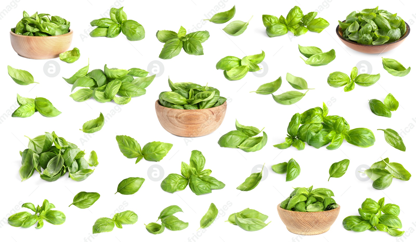 Set of fresh green basil leaves on white background Image of Set of fresh green basil leaves on white background