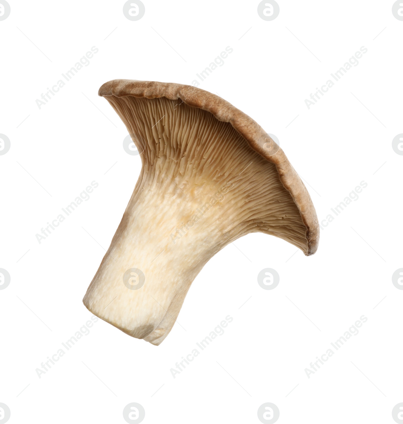 Fresh king trumpet mushroom isolated on white Photo of Fresh king trumpet mushroom isolated on white