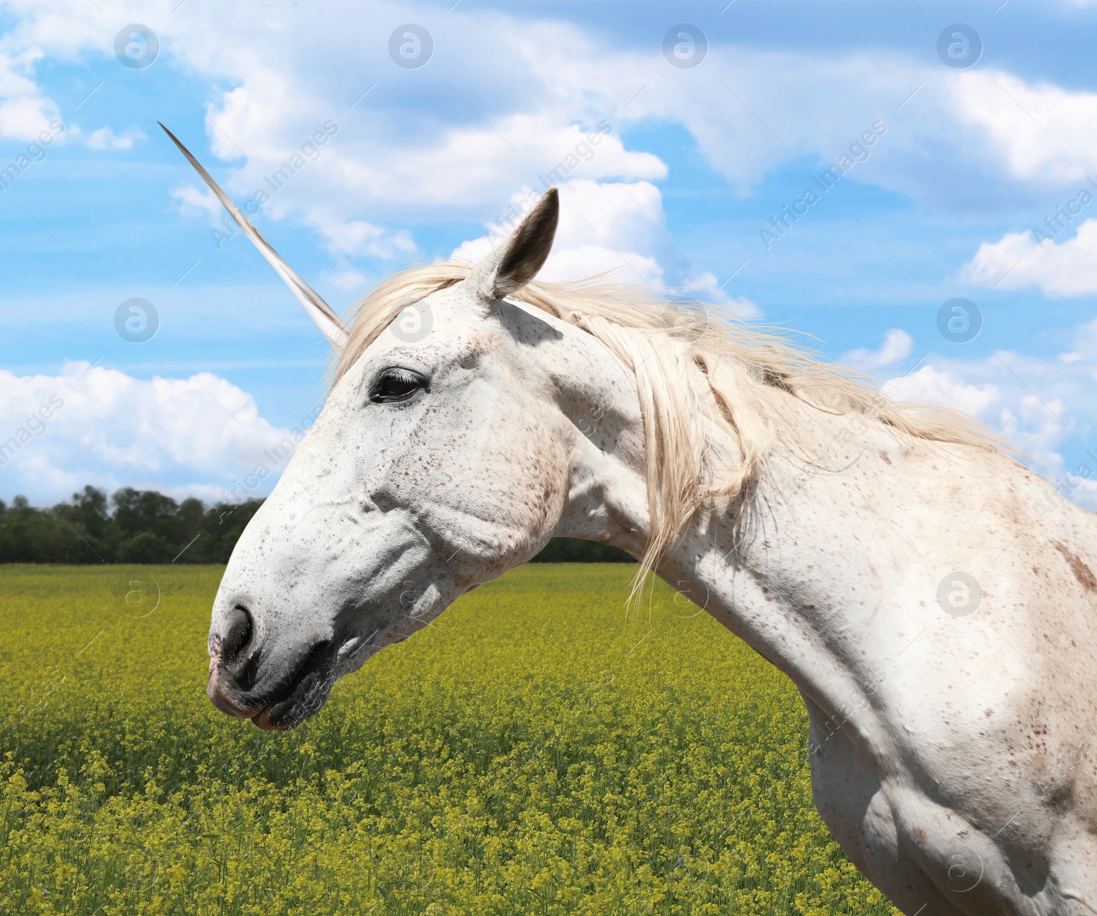 Amazing unicorn with beautiful mane in field on sunny day Image of Amazing unicorn with beautiful mane in field on sunny day
