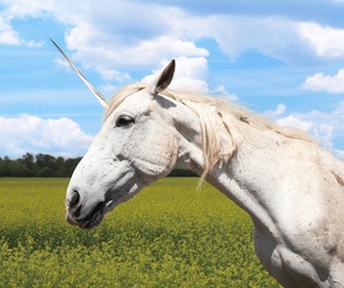 Amazing unicorn with beautiful mane in field on sunny day Image of Amazing unicorn with beautiful mane in field on sunny day