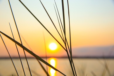 Beautiful plant and sunset over calm river on background, closeup Photo of Beautiful plant and sunset over calm river on background, closeup