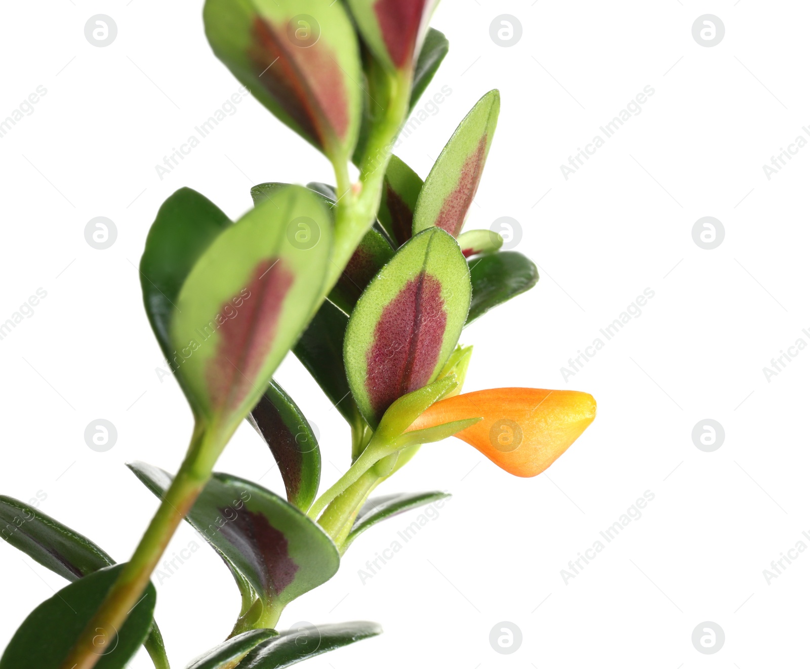 Leaves of beautiful Goldfish plant isolated on white Photo of Leaves of beautiful Goldfish plant isolated on white