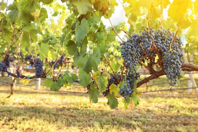 Delicious ripe grapes in vineyard. Harvest season Photo of Delicious ripe grapes in vineyard. Harvest season