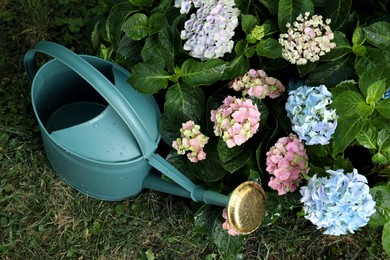 Watering can near beautiful blooming hortensia plants in garden Photo of Watering can near beautiful blooming hortensia plants in garden