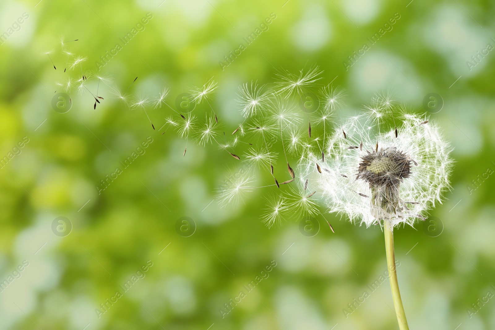 Beautiful fluffy dandelion and flying seeds outdoors on sunny day Image of Beautiful fluffy dandelion and flying seeds outdoors on sunny day