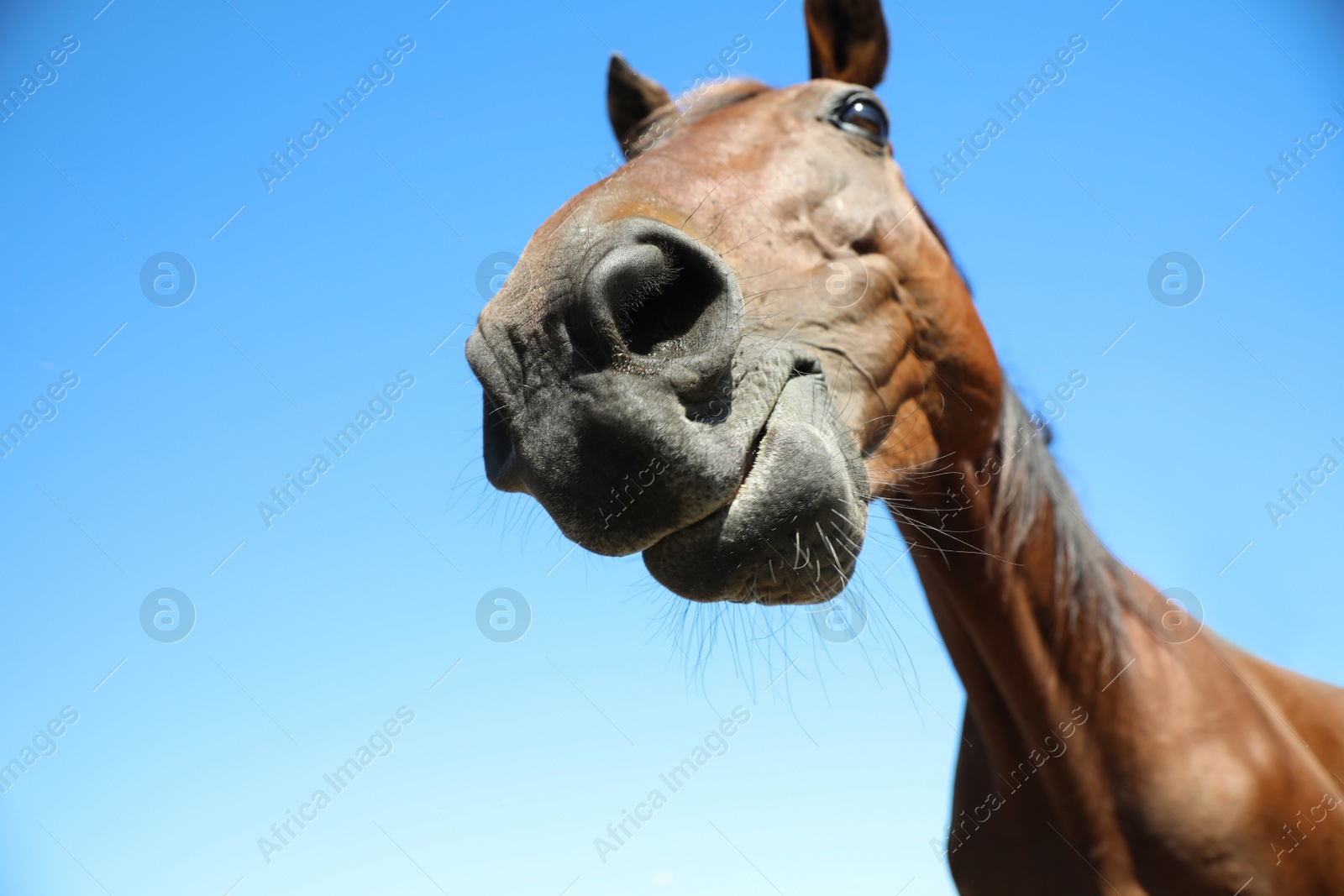 Chestnut horse outdoors on sunny day, closeup. Beautiful pet Photo of Chestnut horse outdoors on sunny day, closeup. Beautiful pet