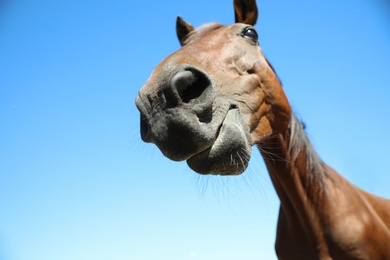 Chestnut horse outdoors on sunny day, closeup. Beautiful pet Photo of Chestnut horse outdoors on sunny day, closeup. Beautiful pet