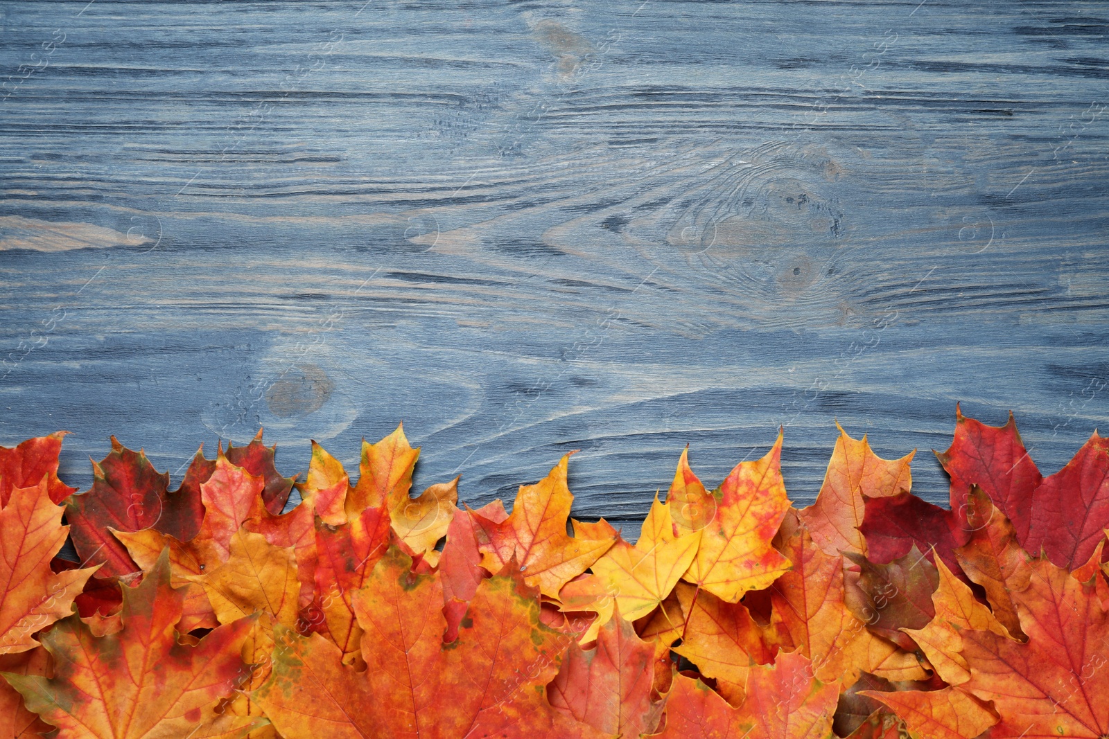 Photo of Beautiful autumn leaves and space for text on blue wooden background, top view