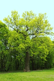 Beautiful tall tree with green leaves in park Photo of Beautiful tall tree with green leaves in park
