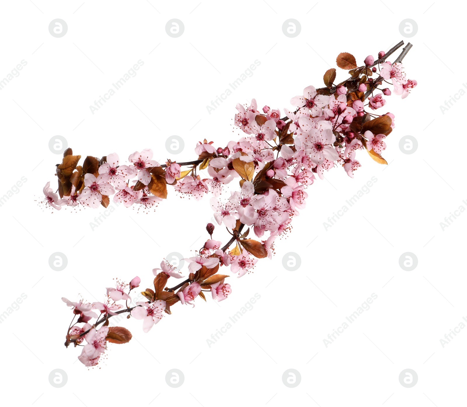 Cherry tree branches with beautiful pink blossoms isolated on white Photo of Cherry tree branches with beautiful pink blossoms isolated on white